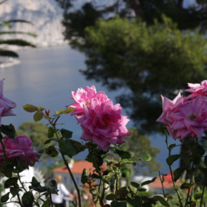 Flowers in Vence , France , learn to draw flowers , painting course